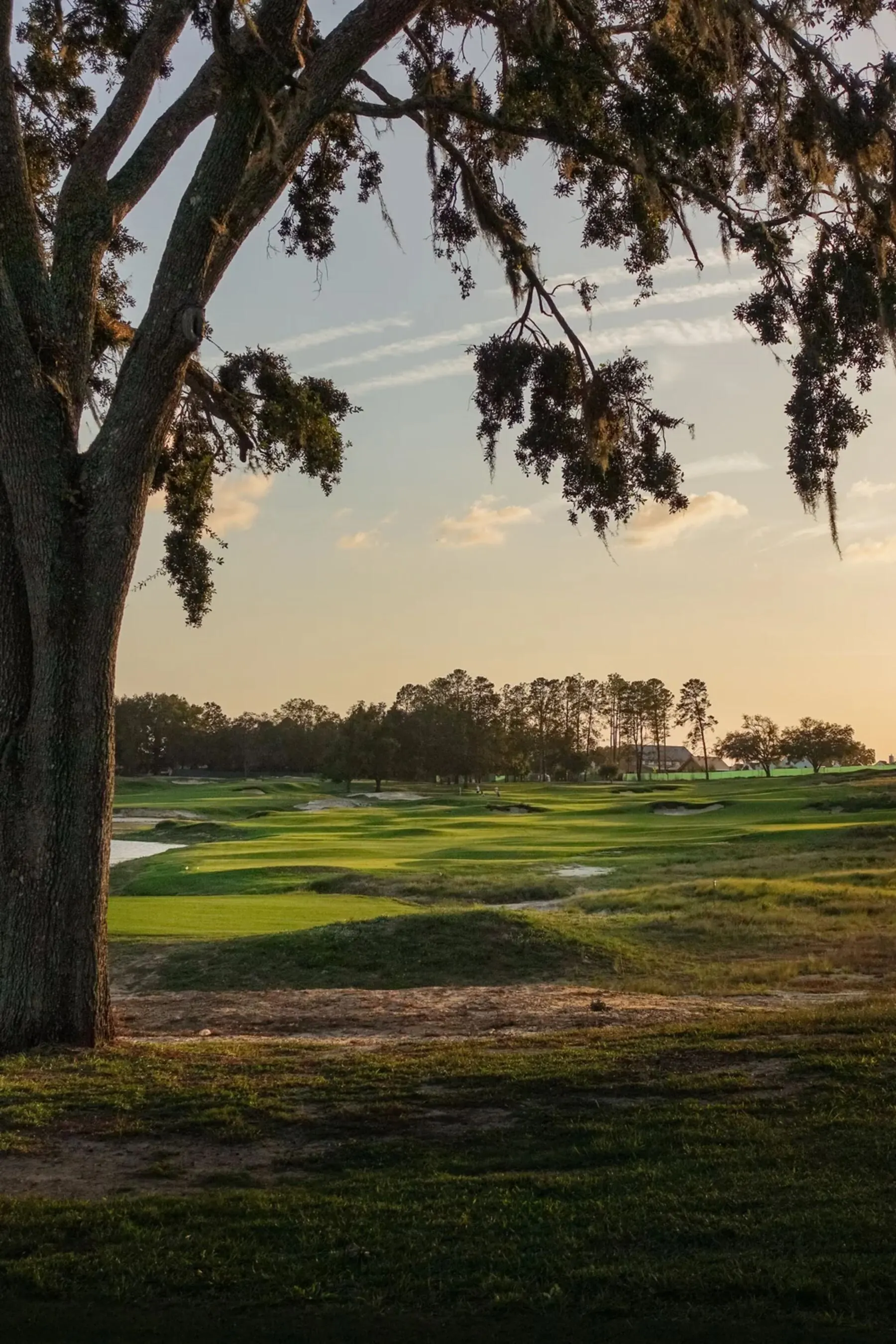 Course view framed by a Spanish moss oak