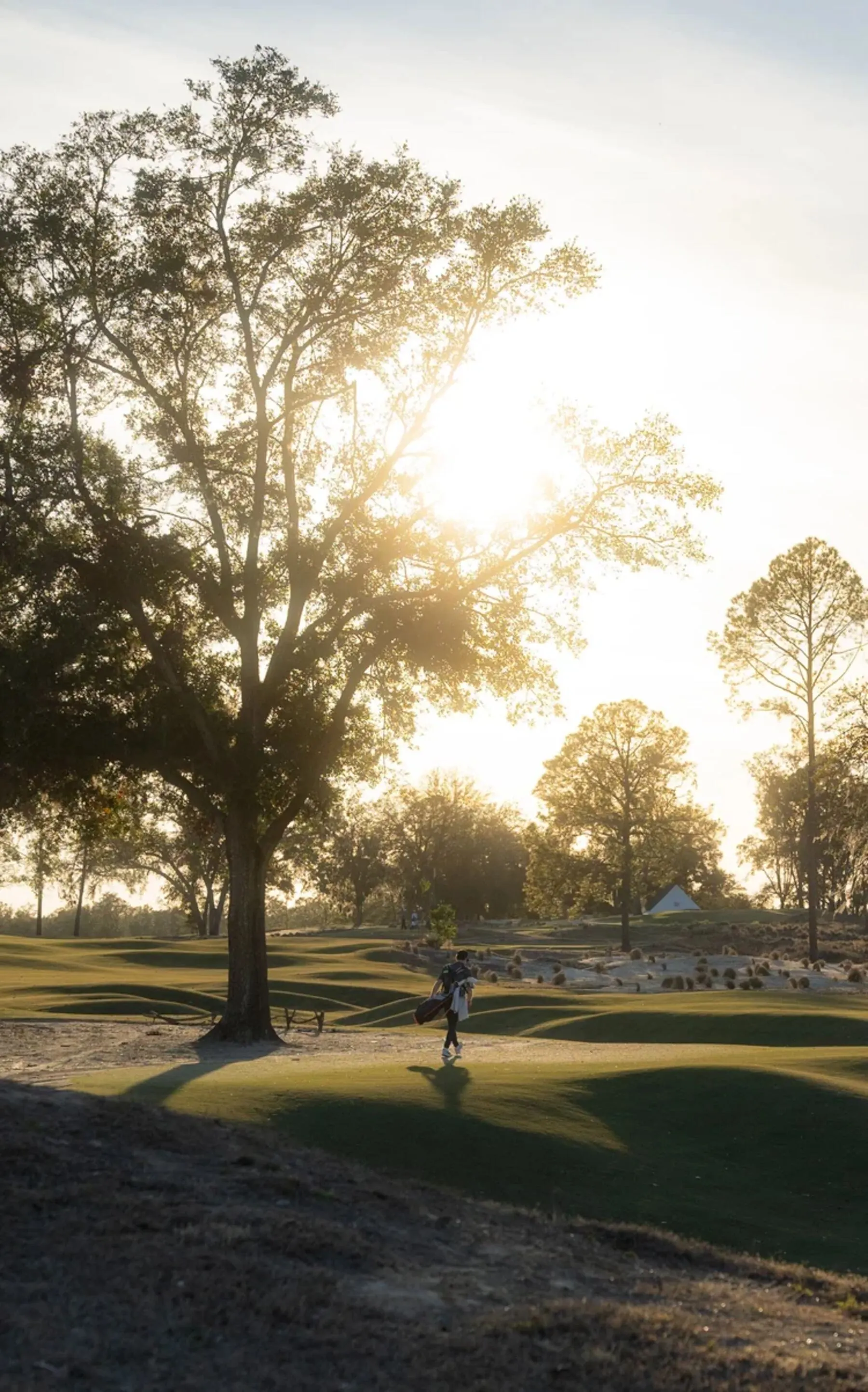 Golfer carrying his bag past a sunlit oak