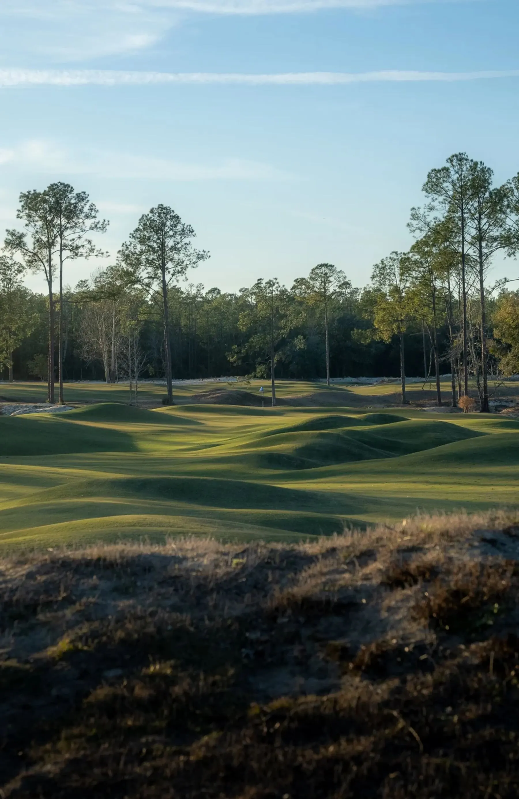 Undulating fairway framed by pines