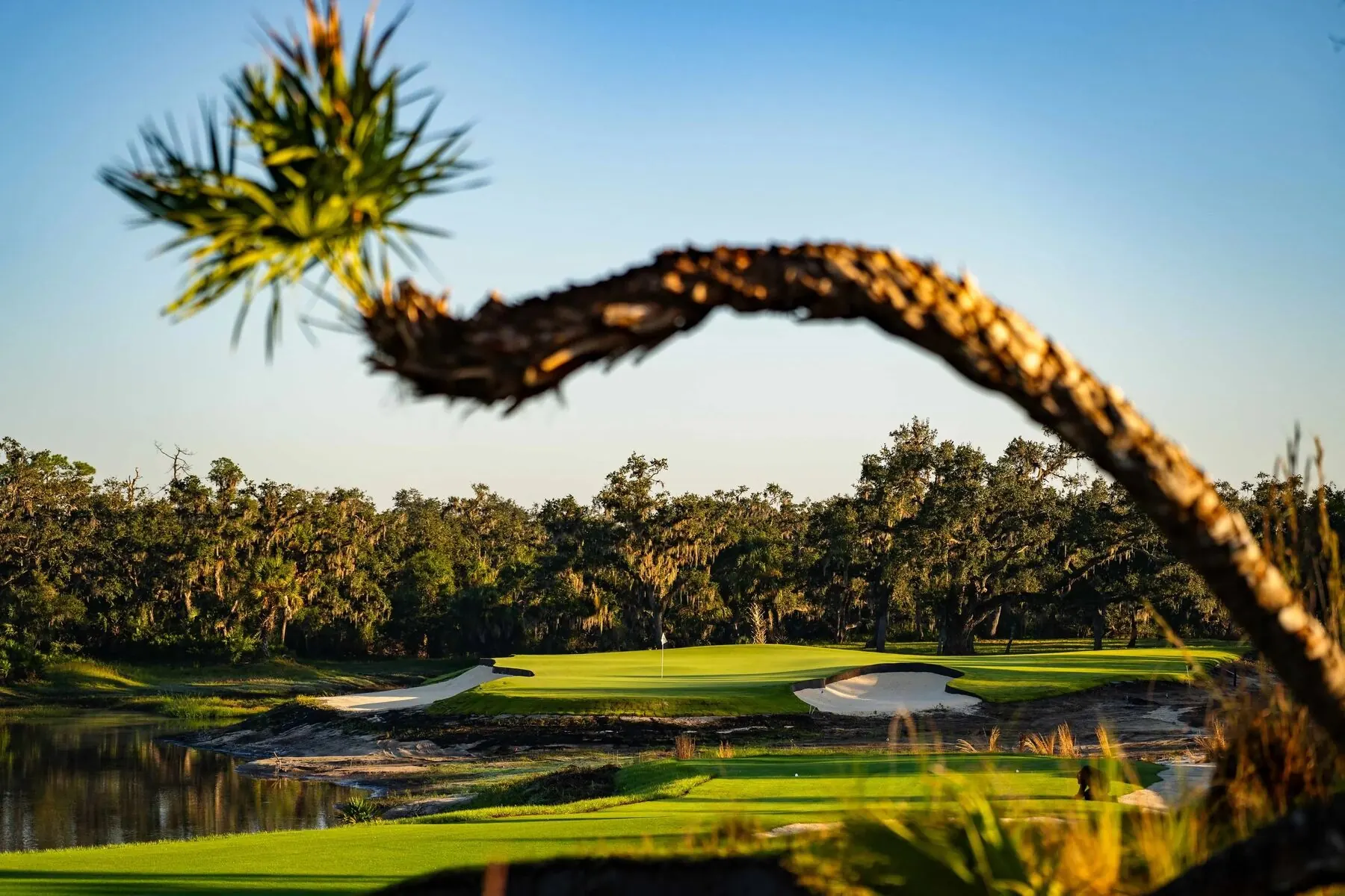 Miakka Golf Club framed by palm frond