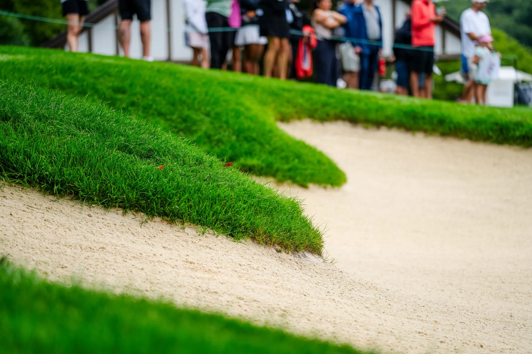 Fescue lip of a bunker with the gallery behind